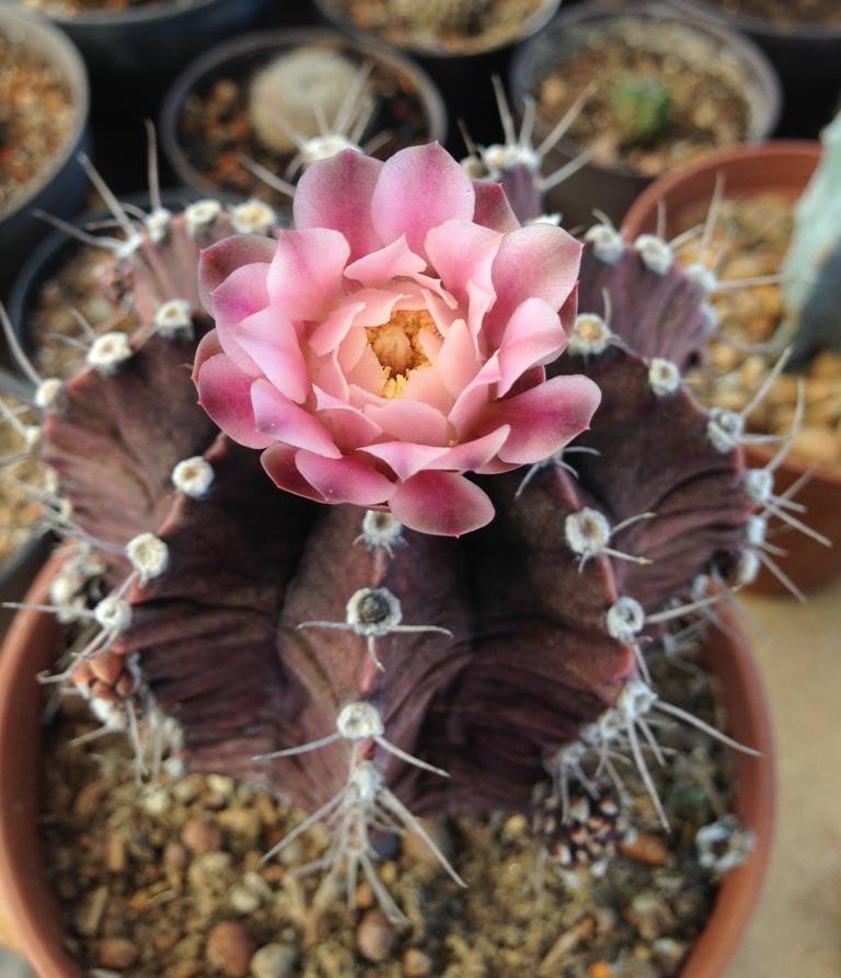 Gymnocalycium mihanovichii.jpg