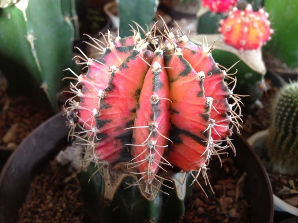 Gymnocalycium mihanovichii variegado.jpg