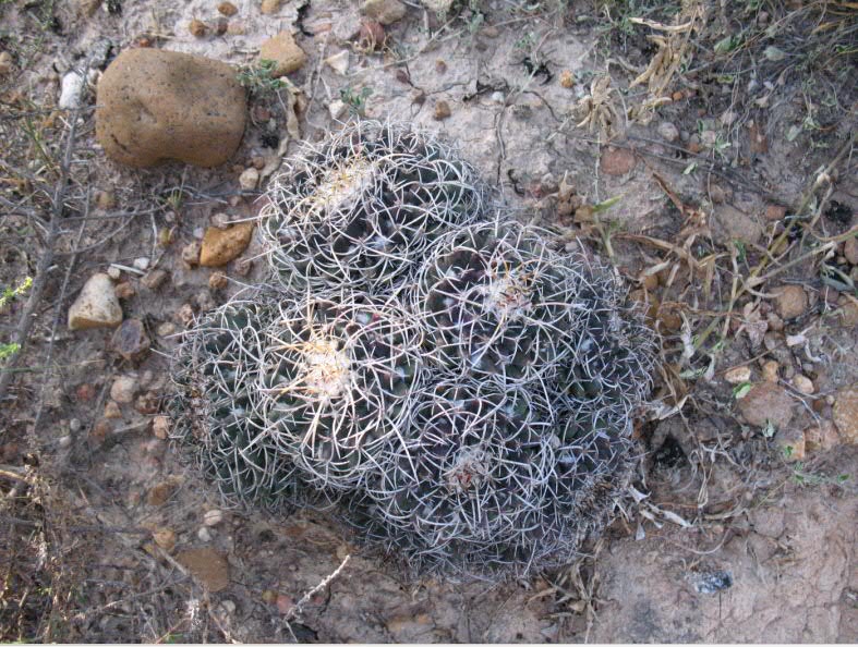 Mammillaria XXXX.jpg