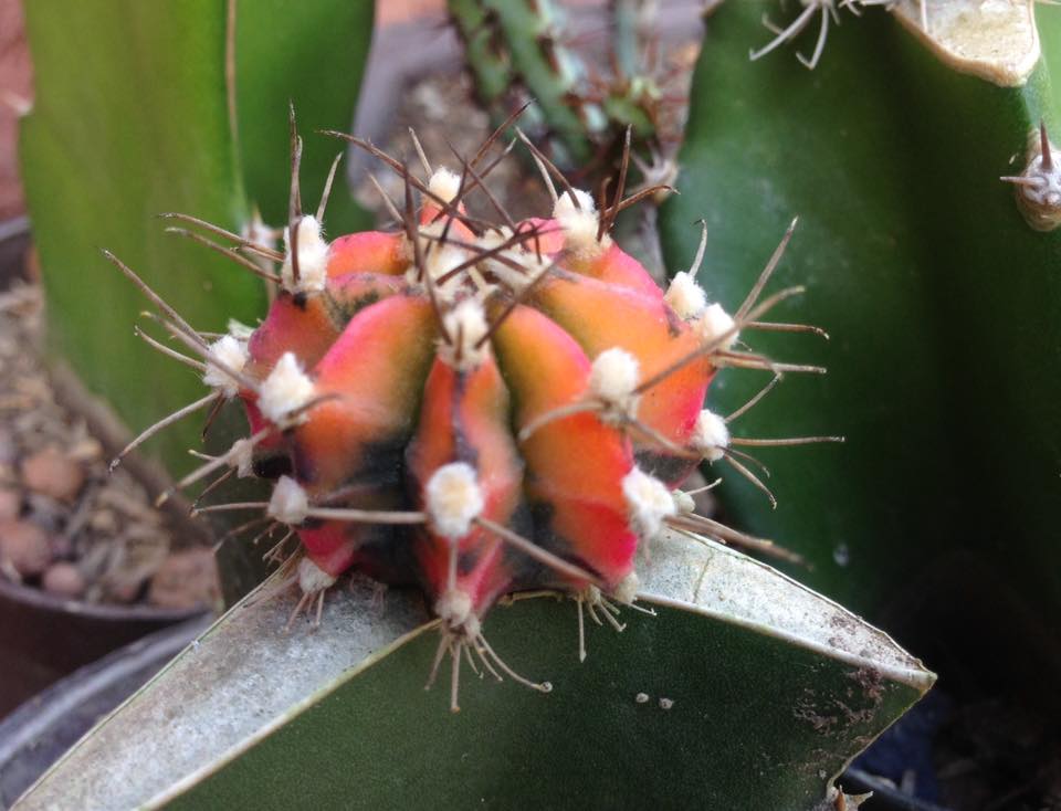 Gymnocalycium mihanovichii variegado2.jpg