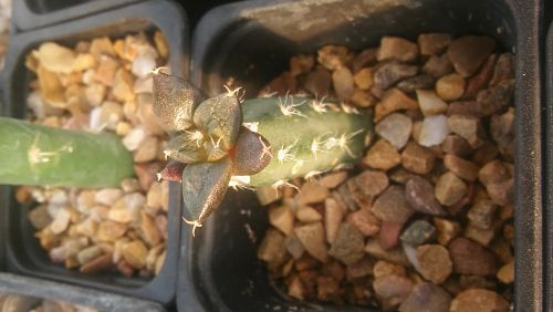 20161126_161515_opt.jpg