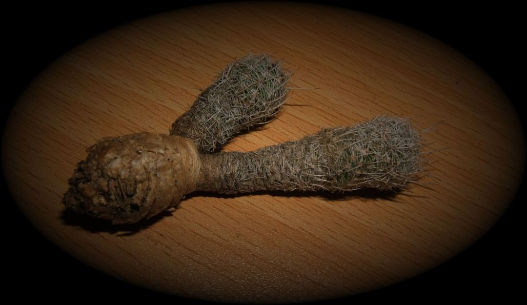 Copia de hastifer.JPG