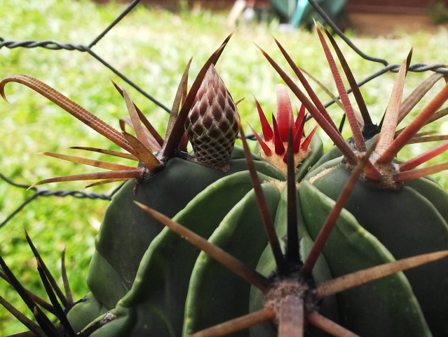 Ferocactus latispinus var. spiralis