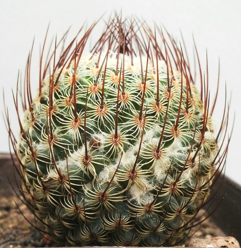 Mammillaria huitzilopochtli