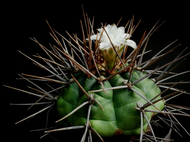 Gymnocalycium eurypleurum