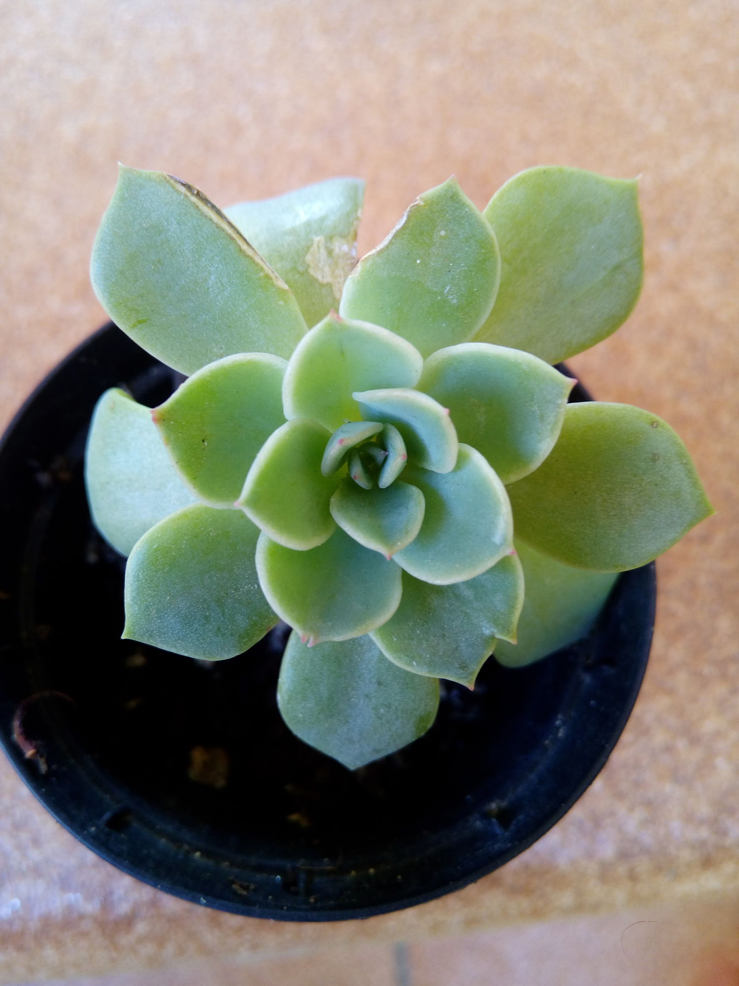 Aeonium o Echeveria.jpg