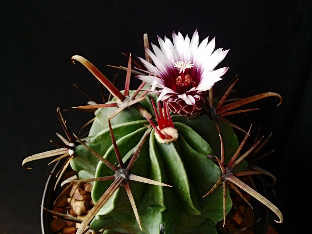 Ferocactus latispinus f spiralis