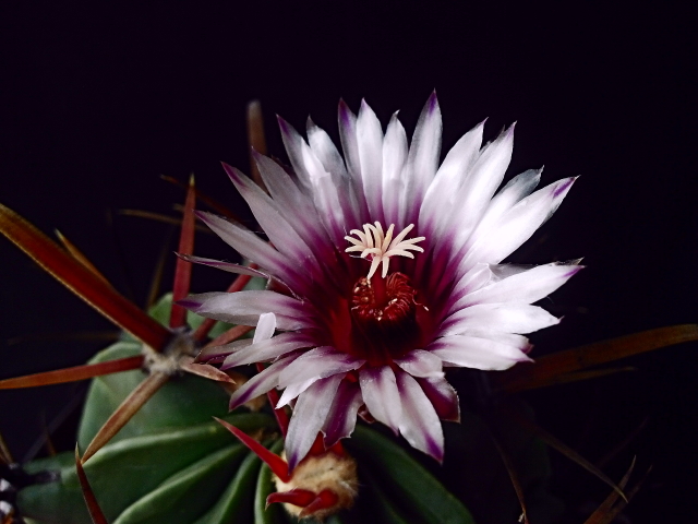 Ferocactus latispinus f spiralis