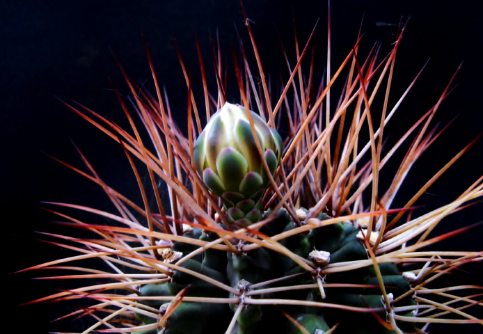 Gymnocalycium schickendantzii