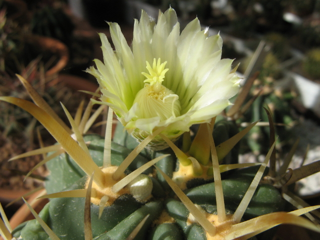 Ferocactus latispinus v flavispinus