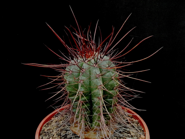 Melocactus  ernestii v longispinus