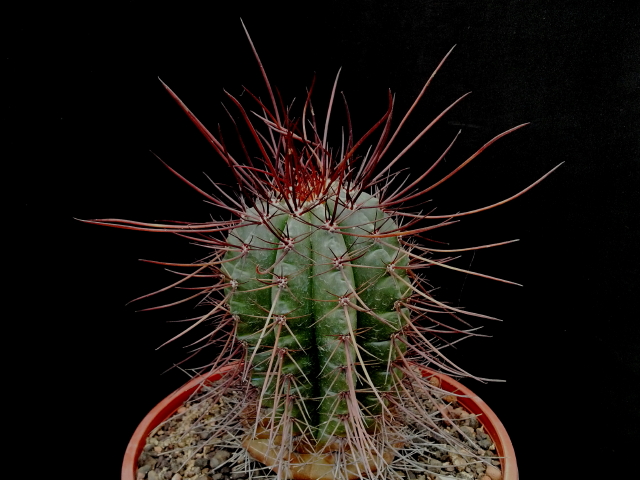 Melocactus ernestii v longispinus