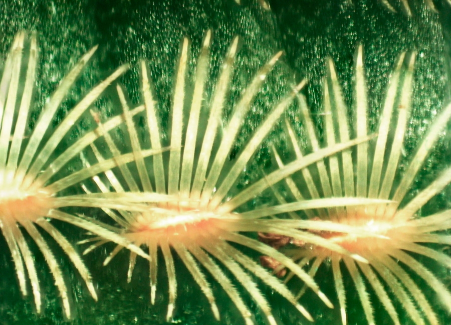 Echinocereus-rigidissimus-areola3.jpg