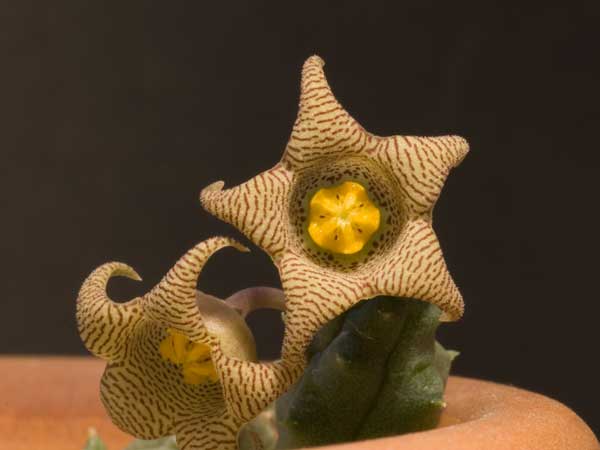 Image_1883-1.7cm-diam.jpg