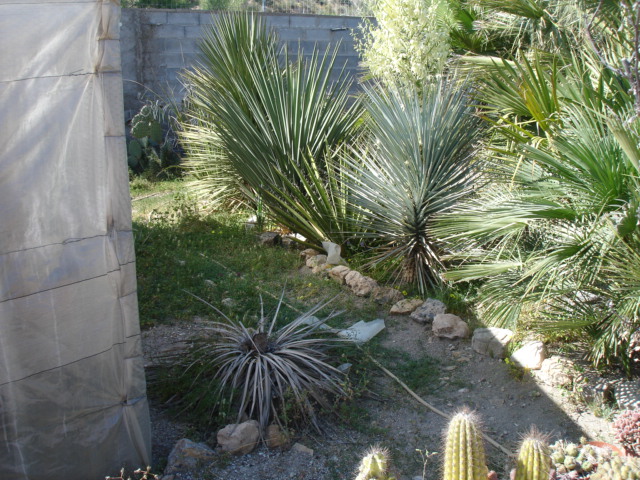 Yuccas (1).JPG