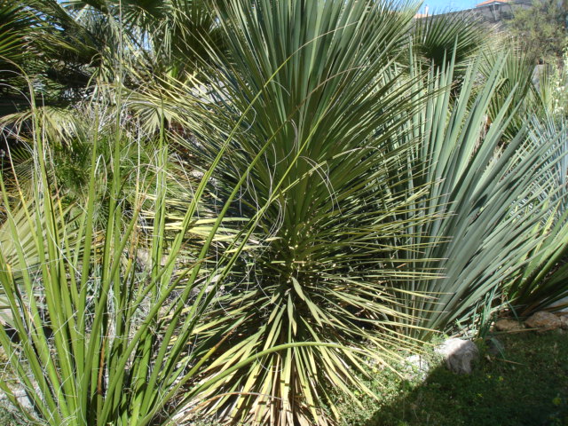 Yuccas (2).JPG