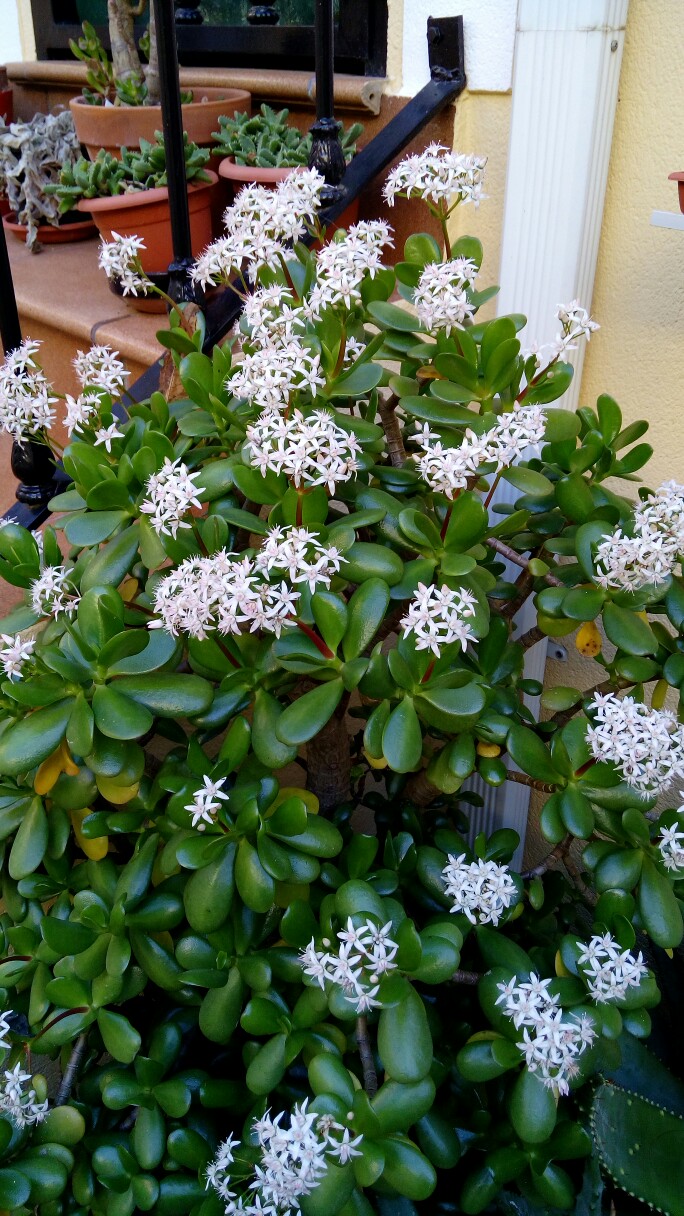 Crassula ovata 1-684x1216.jpg