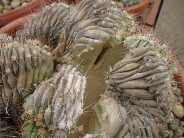 Copiapoa cristata (1).JPG