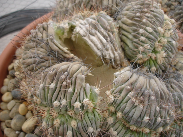 Copiapoa cristata (2).JPG