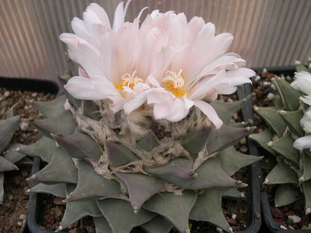 DSCN0026.JPG