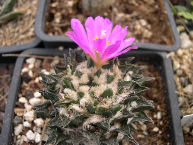 scapharostris