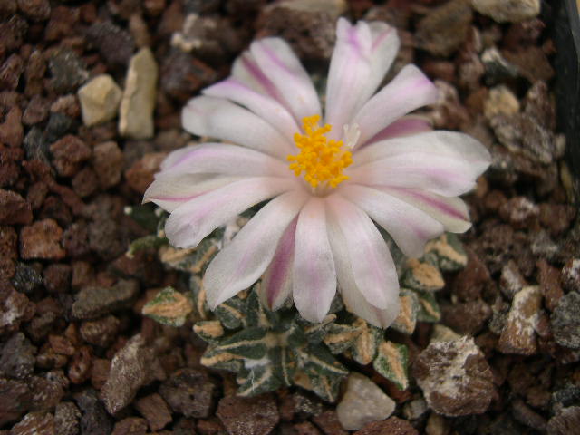 Kotschoubeyanus albiflorus