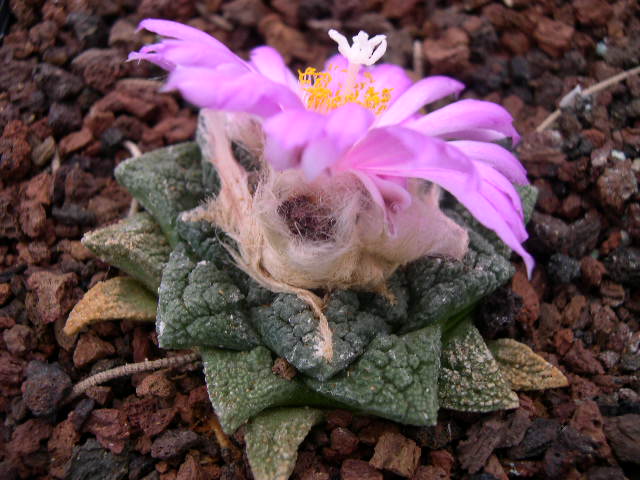 fissuratus hintonii