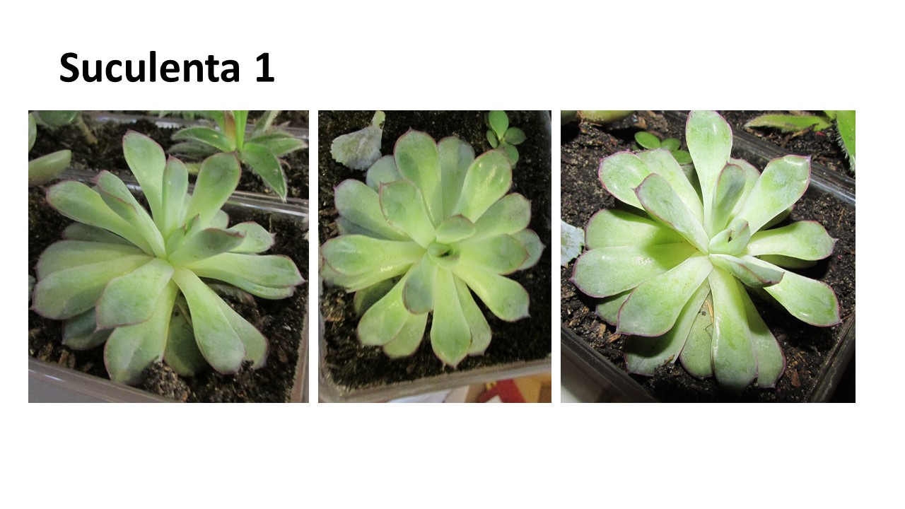 Diapositiva1.JPG