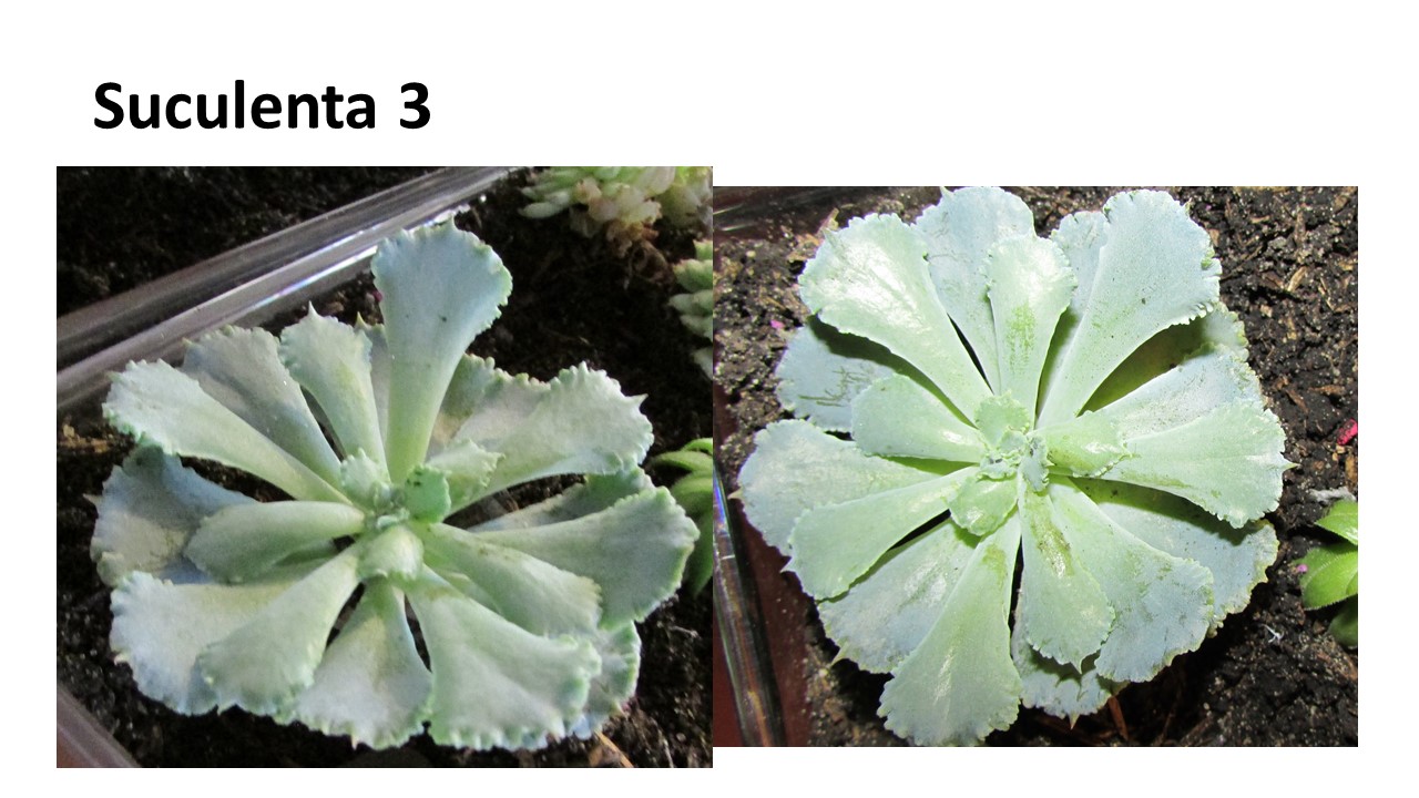 Diapositiva3.JPG