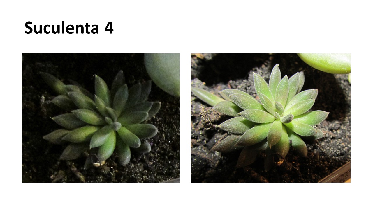 Diapositiva4.JPG