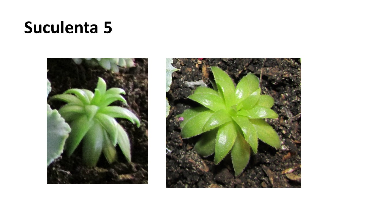 Diapositiva5.JPG
