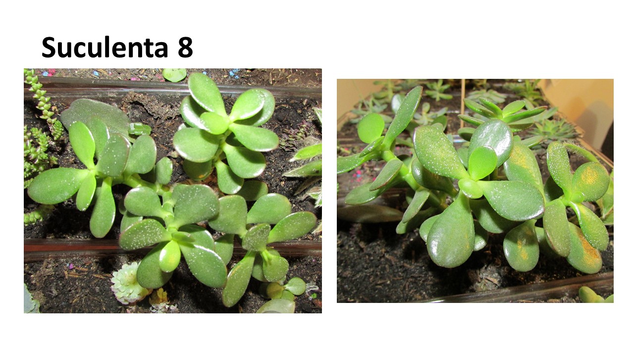 Diapositiva7.JPG