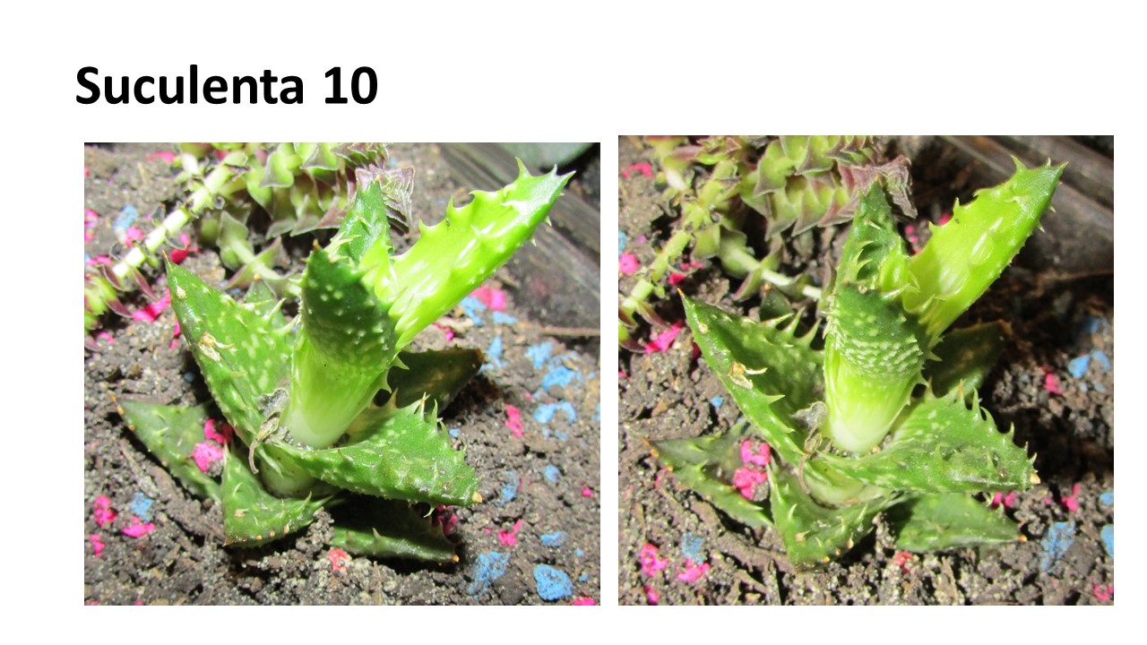 Diapositiva9.JPG