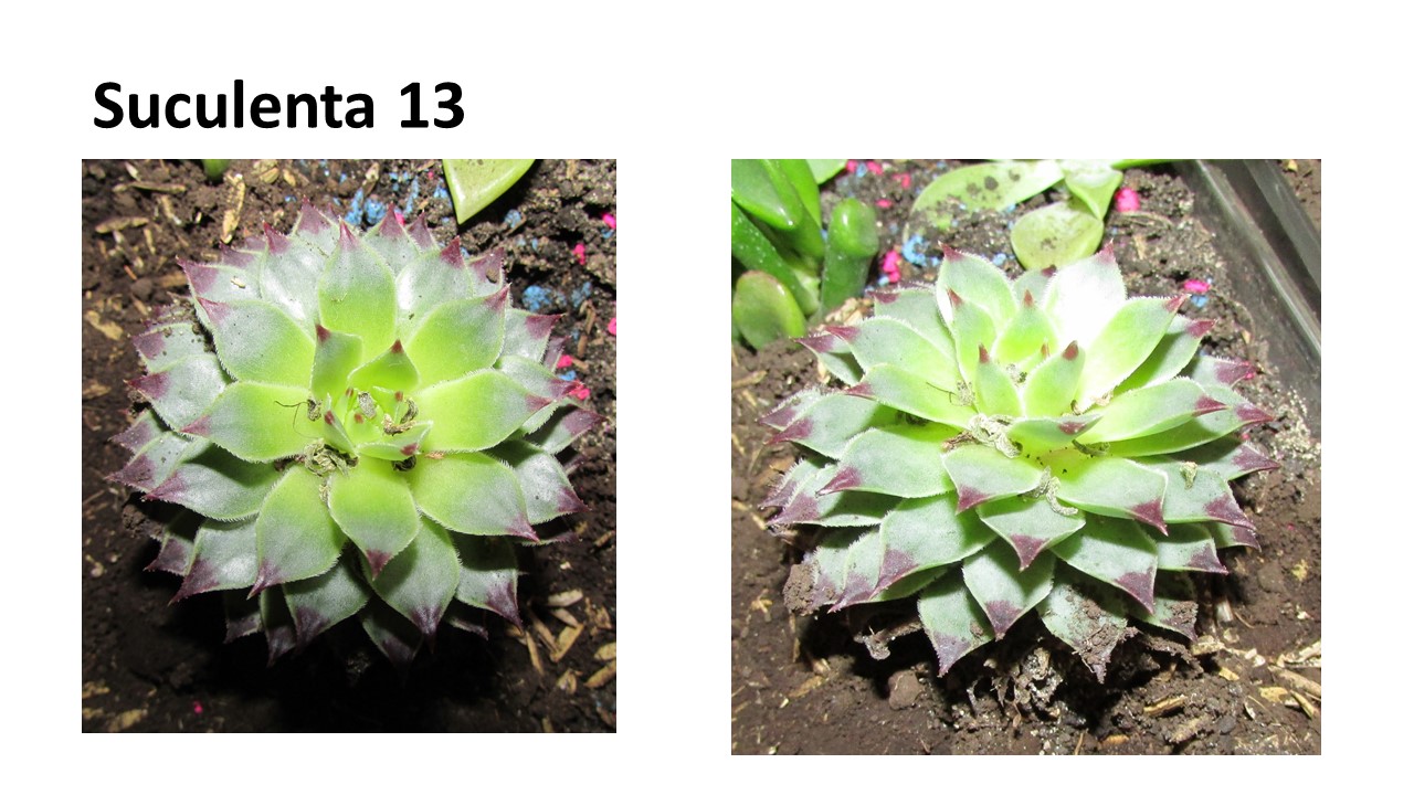 Diapositiva11.JPG