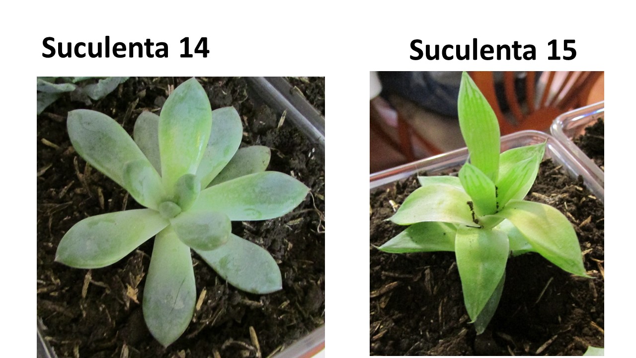 Diapositiva12.JPG