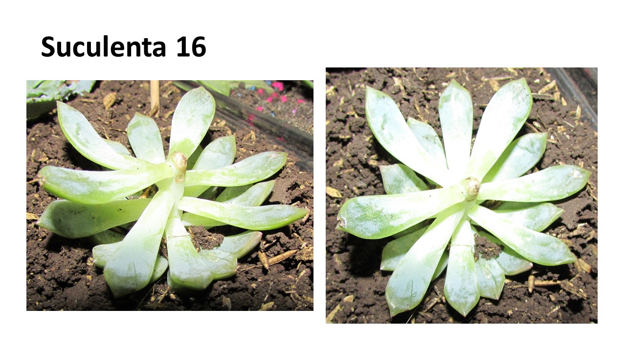 Diapositiva13.JPG