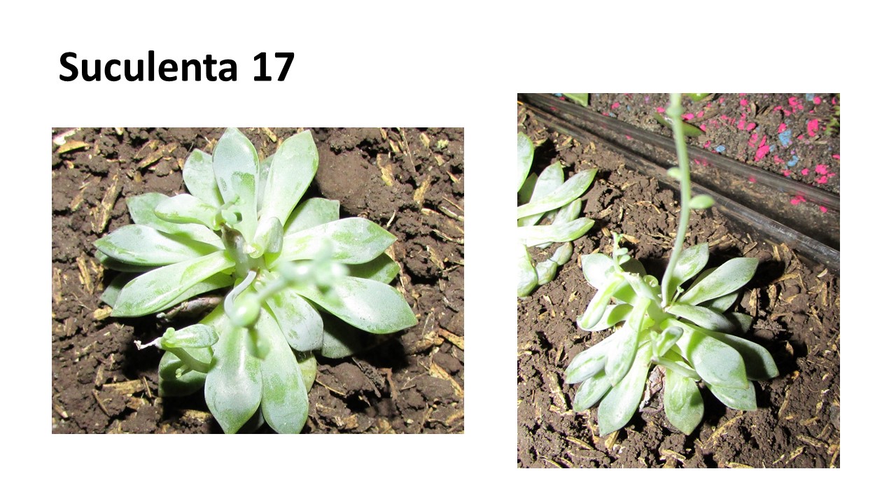 Diapositiva14.JPG