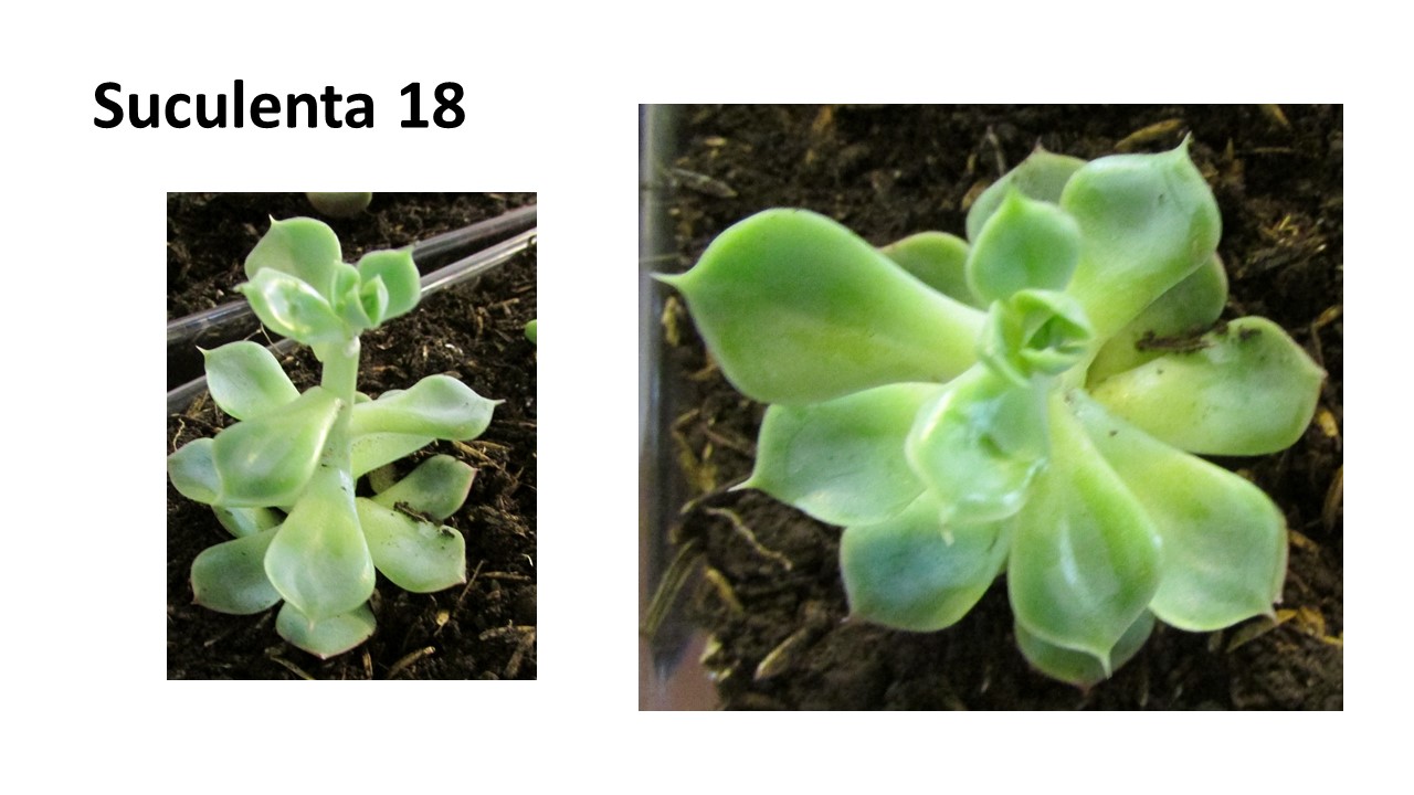 Diapositiva15.JPG