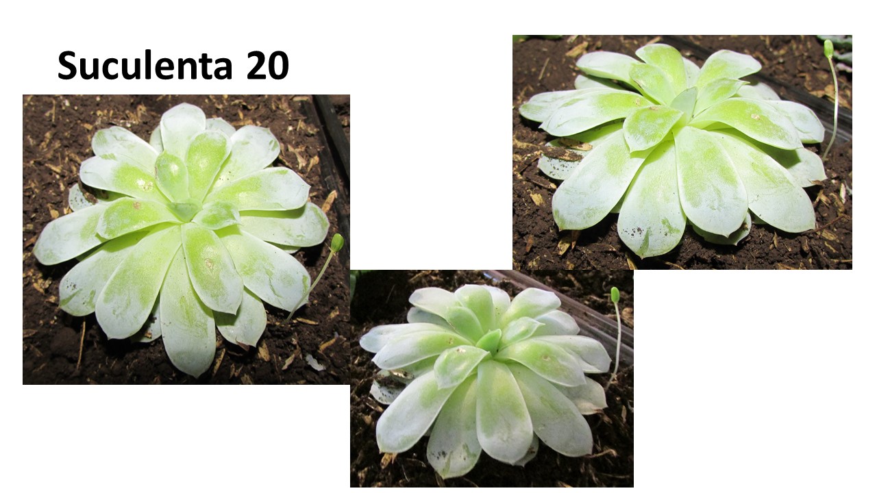 Diapositiva17.JPG