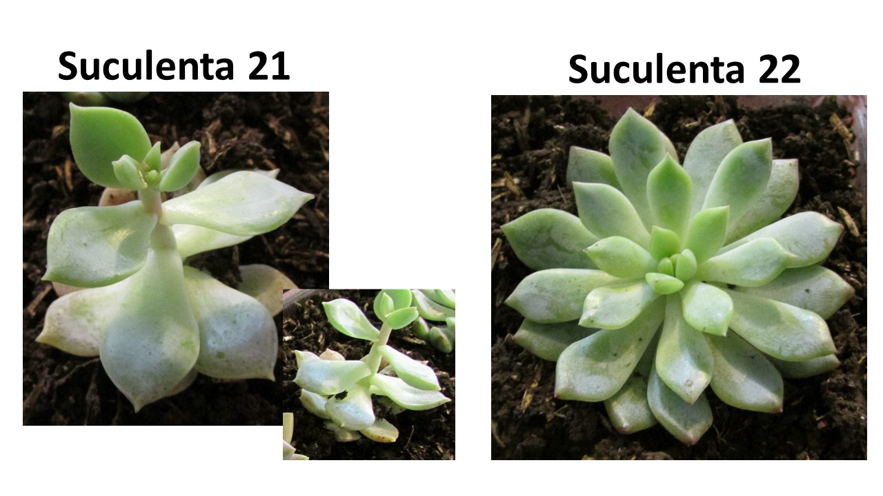 Diapositiva18.JPG