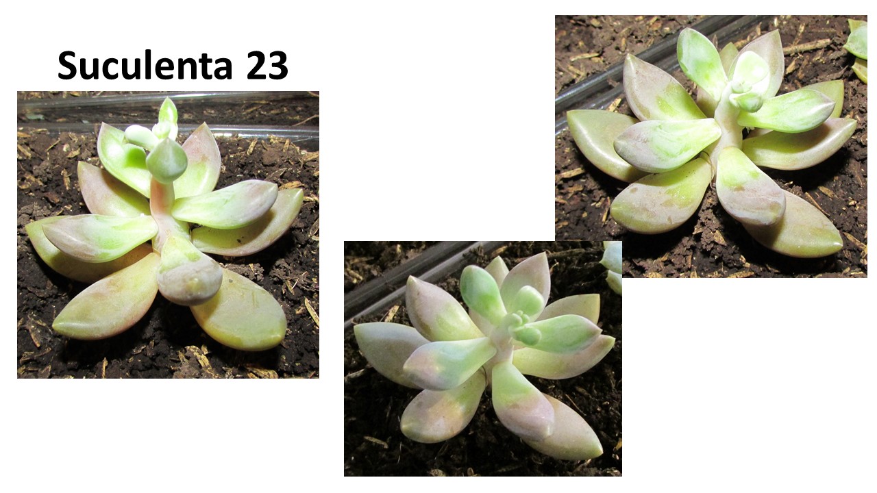 Diapositiva19.JPG