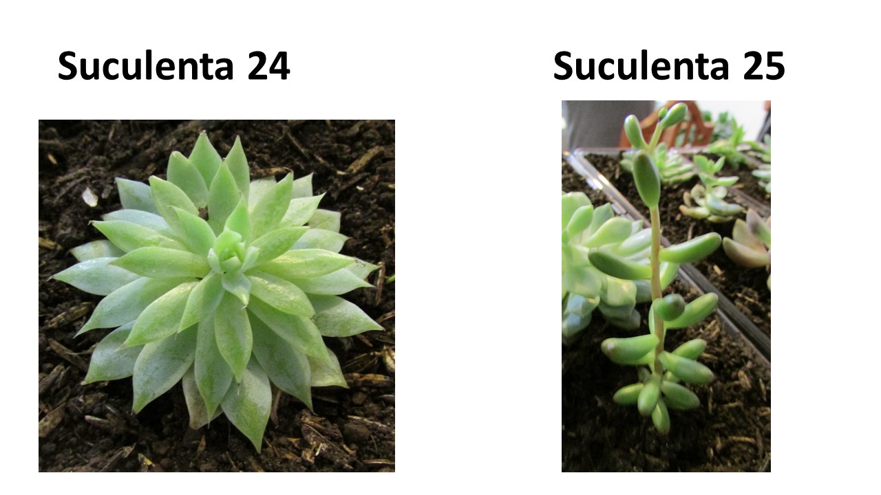 Diapositiva20.JPG