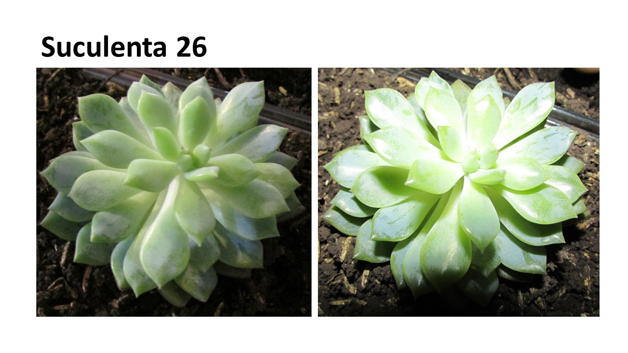 Diapositiva21.JPG