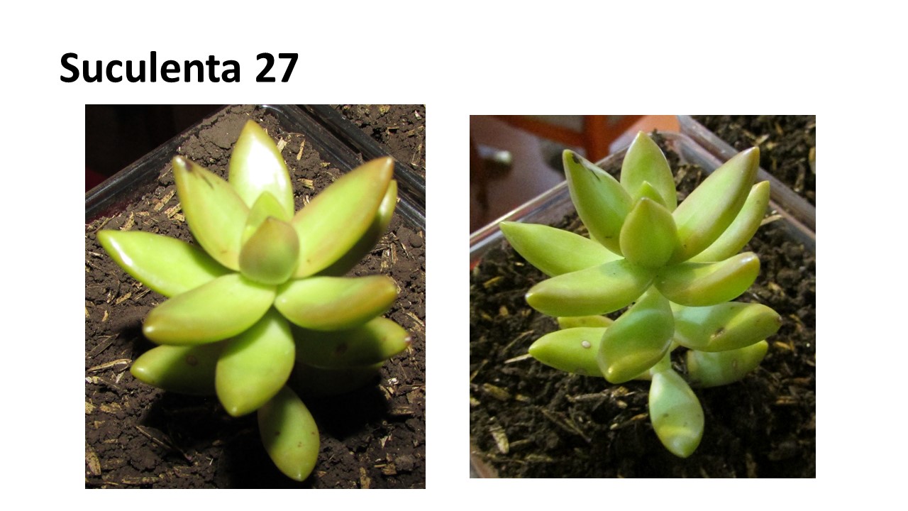Diapositiva22.JPG