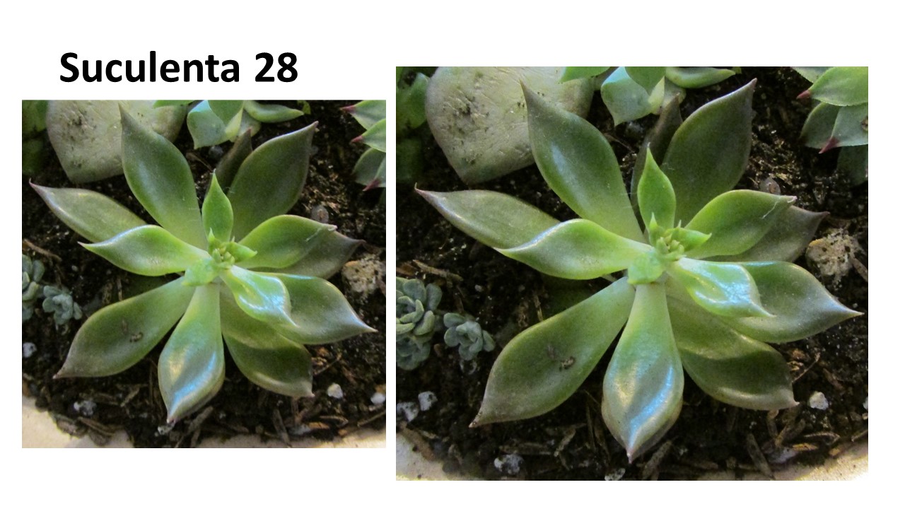 Diapositiva23.JPG
