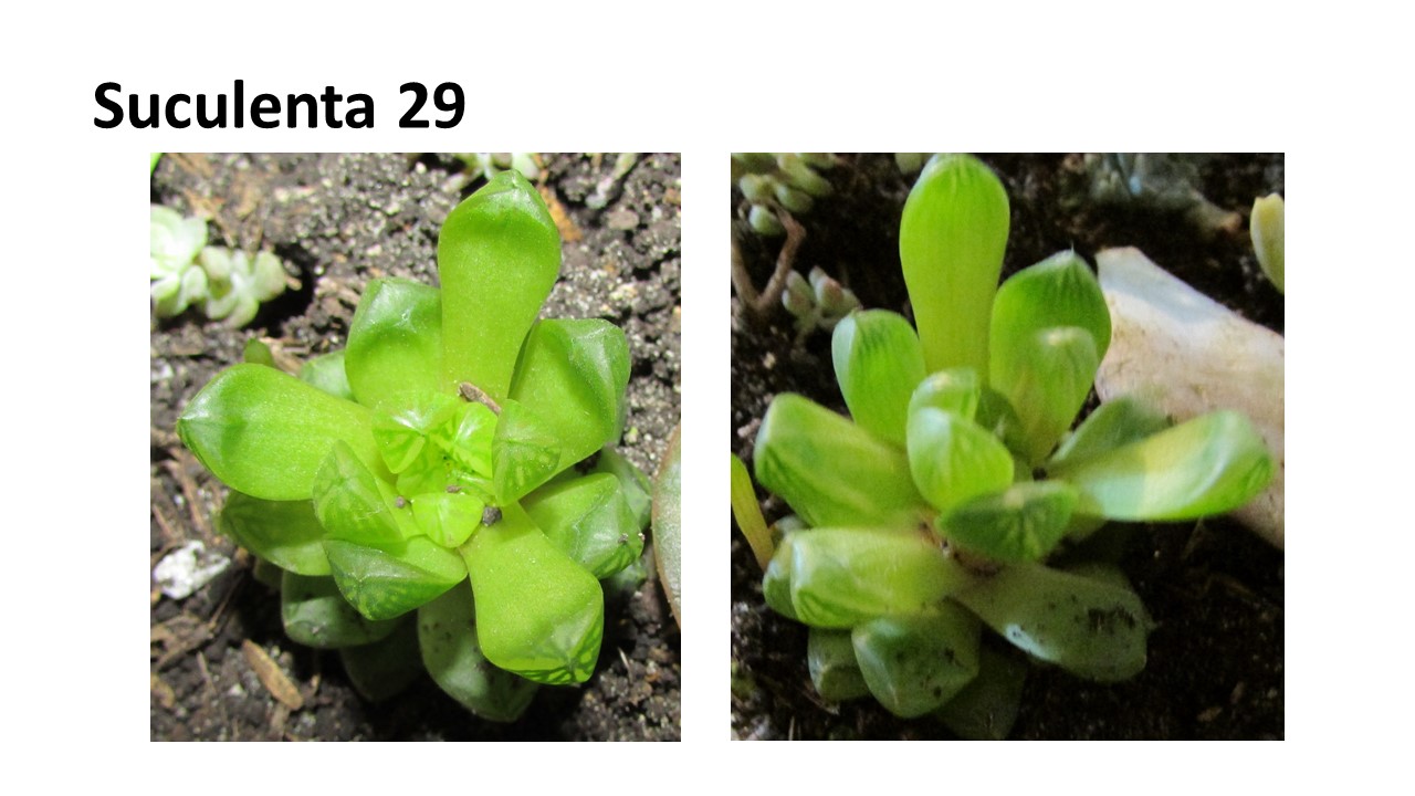 Diapositiva24.JPG