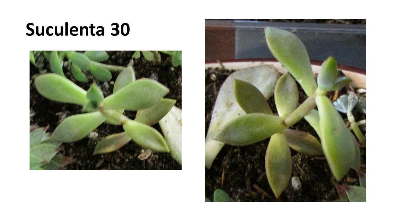 Diapositiva25.JPG