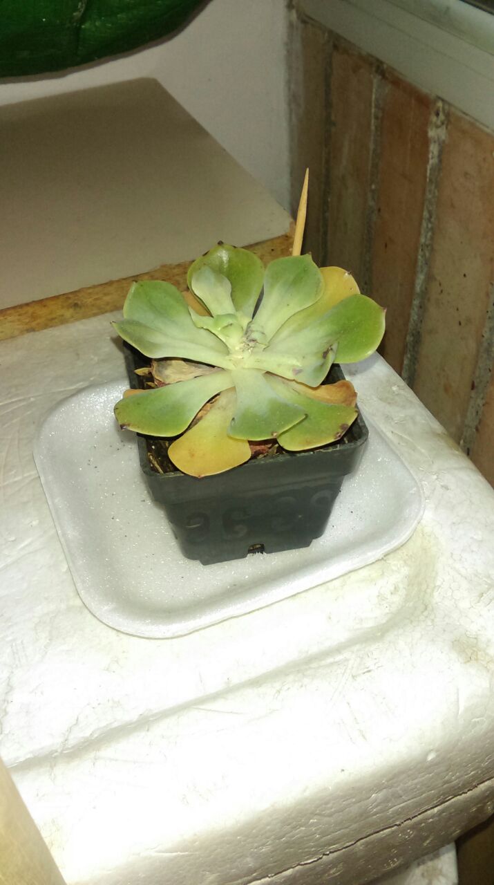 SucculentaIsadora.jpg