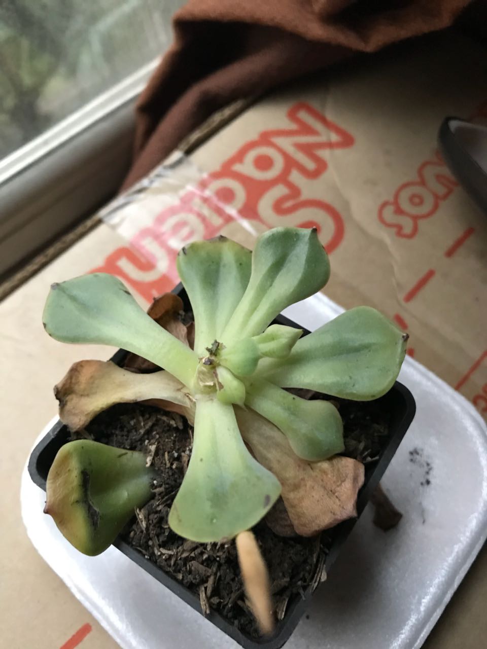 SucculentaIsadora2.jpg