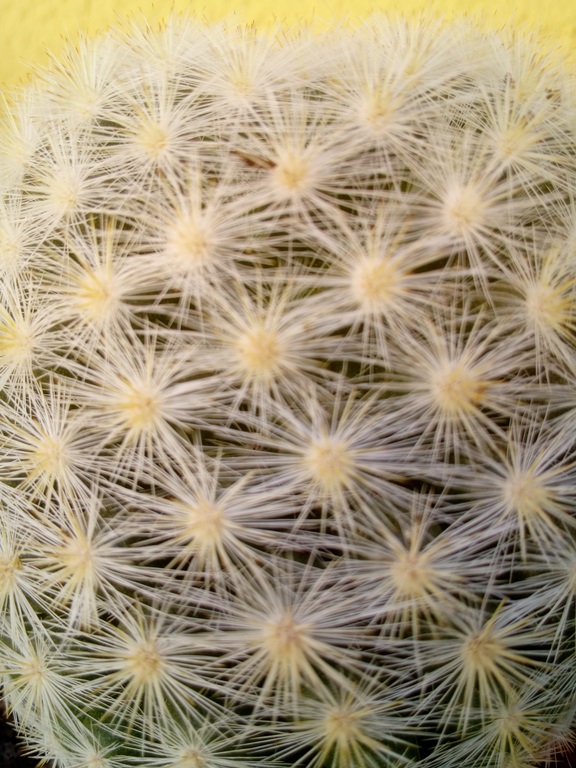 Mammillaria candida.jpg